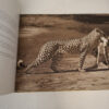 Eye Of The Leopard – Dereck Joubert secondhand book