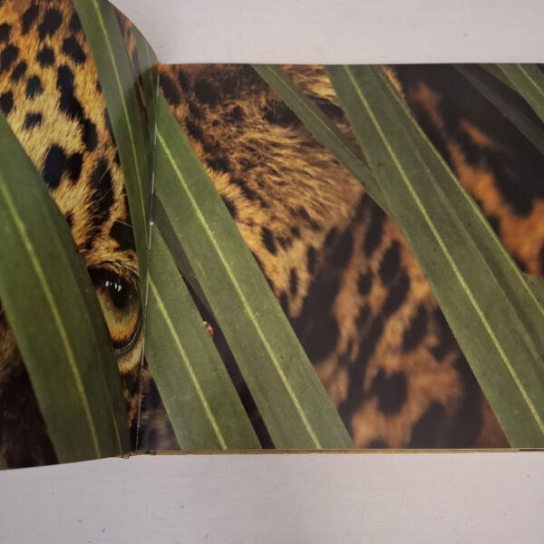 Eye Of The Leopard – Dereck Joubert secondhand book