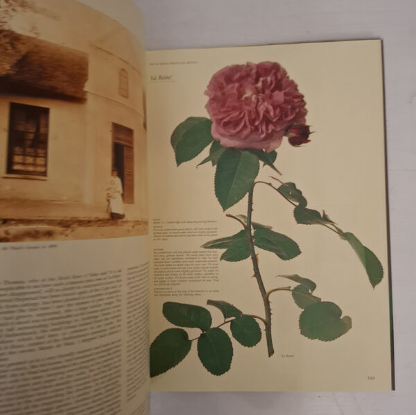 Roses At The Cape Of Good Hope – Gwen Fagan secondhand book