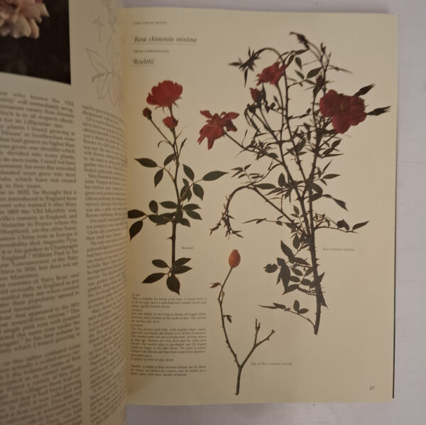 Roses At The Cape Of Good Hope – Gwen Fagan secondhand book