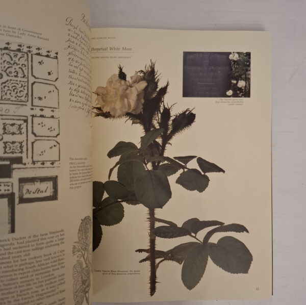 Roses At The Cape Of Good Hope – Gwen Fagan secondhand book