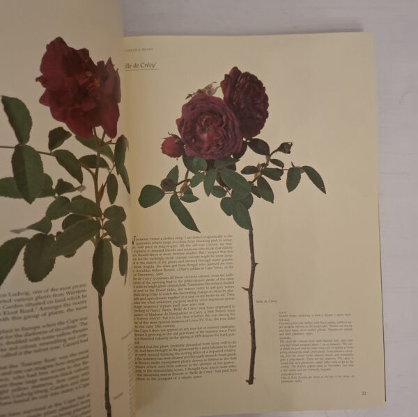 Roses At The Cape Of Good Hope – Gwen Fagan secondhand book