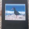Birds Of The Southwestern Cape And Where To Watch Them — Wally Petersen, Mel Trip secondhand book