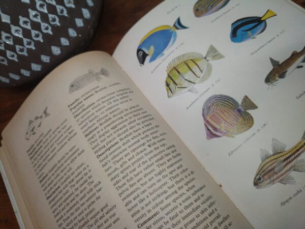 A Marine Aquarium For South Africa: A Complete Do-It-Yourself Guide — Arthur Belcher secondhand book