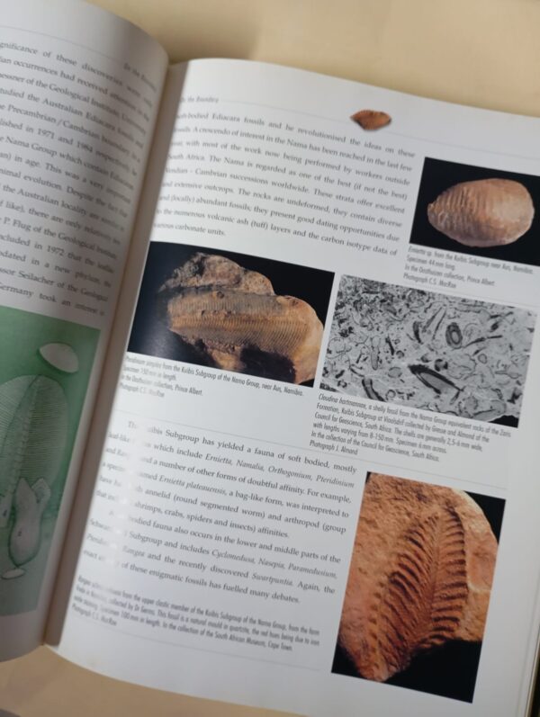 Life Etched In Stone: Fossils Of South Africa – Colin MacRae secondhand book