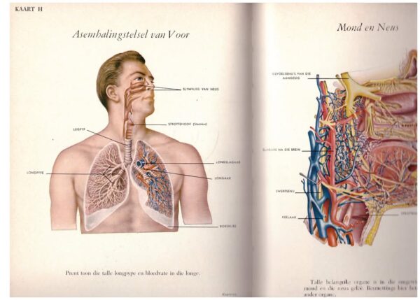 Moderne Mediese Voorligter — Clifford R. Anderson secondhand book