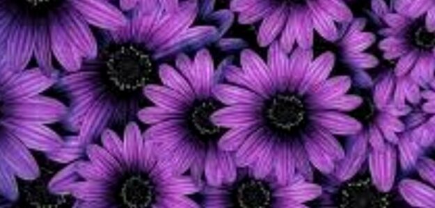 PurpleDaisy