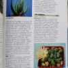 Success With Cacti And Other Succulents – Shirley-Anne Bell secondhand book