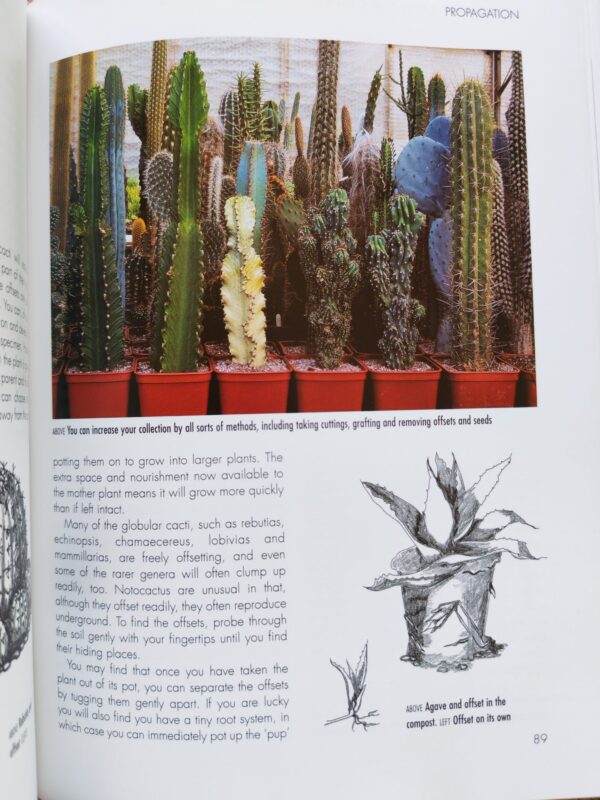 Success With Cacti And Other Succulents – Shirley-Anne Bell secondhand book