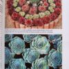 Success With Cacti And Other Succulents – Shirley-Anne Bell secondhand book