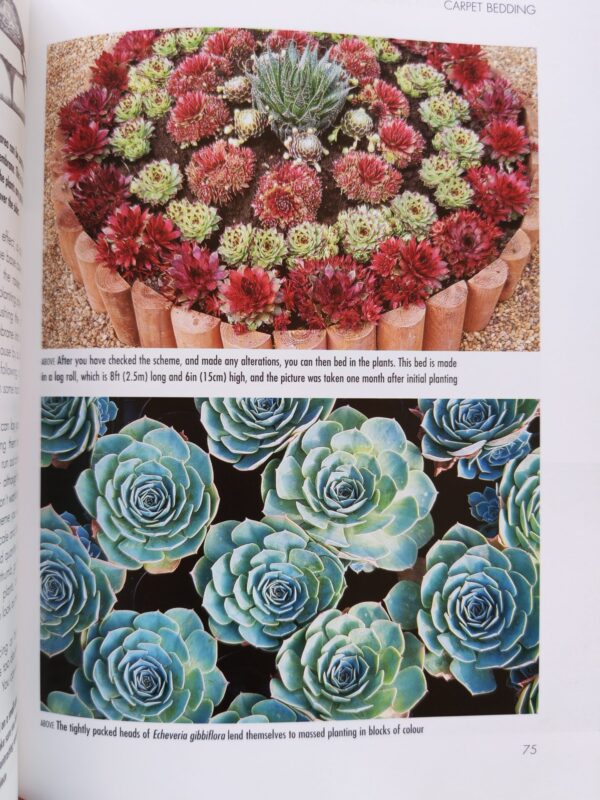 Success With Cacti And Other Succulents – Shirley-Anne Bell secondhand book