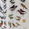 Roberts’ Birds of Southern Africa – Gordon Lindsay MacLean secondhand book