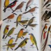 Roberts’ Birds of Southern Africa – Gordon Lindsay MacLean secondhand book