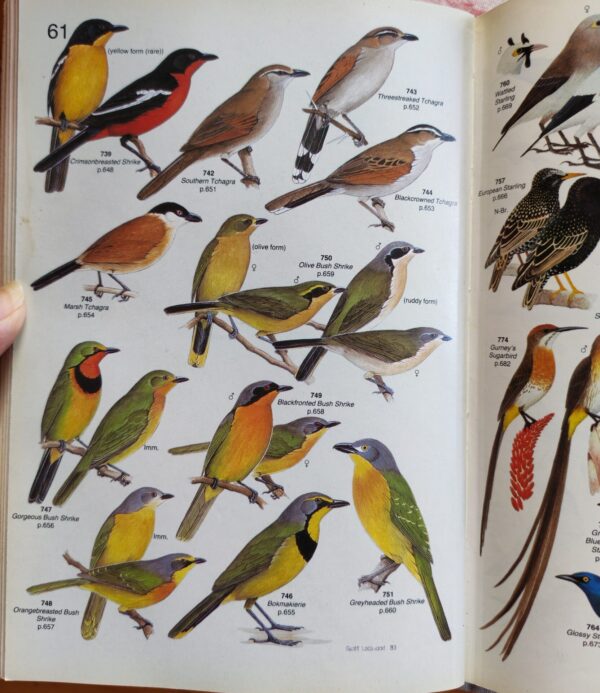 Roberts’ Birds of Southern Africa – Gordon Lindsay MacLean secondhand book