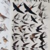 Roberts’ Birds of Southern Africa – Gordon Lindsay MacLean secondhand book