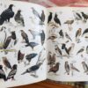 Roberts’ Birds of Southern Africa – Gordon Lindsay MacLean secondhand book