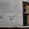 An Introduction To The South African Orchids — E. A. C. L. E. Schelpe secondhand book