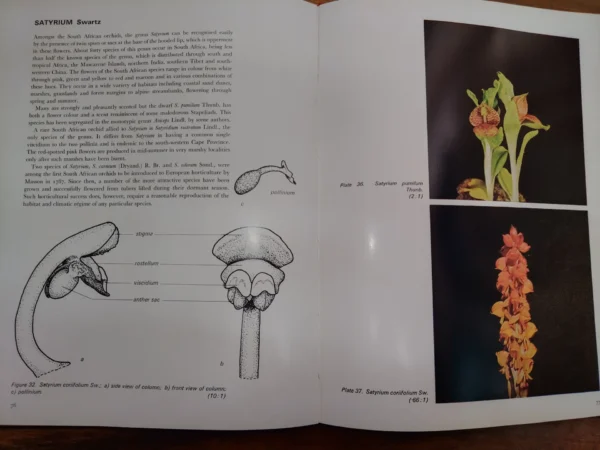 An Introduction To The South African Orchids — E. A. C. L. E. Schelpe secondhand book