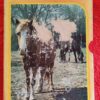 Horses And Ponies Stories Bundle – Various secondhand book