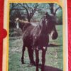 Horses And Ponies Stories Bundle – Various secondhand book
