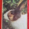 Rabbits – Paul Paradise secondhand book