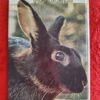 Rabbits – Paul Paradise secondhand book