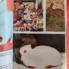 Rabbits – Paul Paradise secondhand book