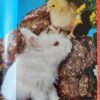 Rabbits – Paul Paradise secondhand book