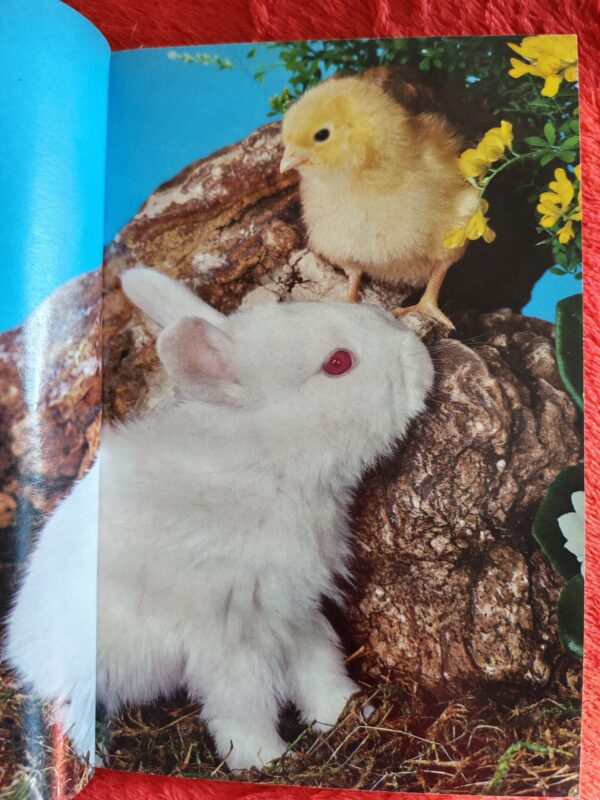 Rabbits – Paul Paradise secondhand book