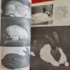 Rabbits – Paul Paradise secondhand book