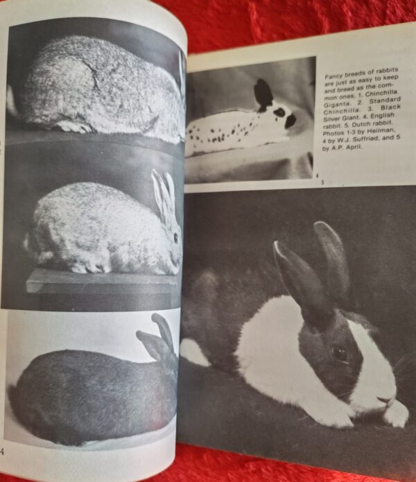 Rabbits – Paul Paradise secondhand book