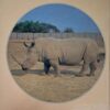 Wildboerdery & Natuurreservaatbestuur – Eddie Young secondhand book