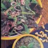 inside-page-quick-and-easy-salads Quick ‘n Easy Salads, Dressings & More secondhand book