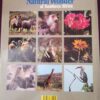 hdrpl The Natural Wonder Of Southern Africa – Alf Wannenburg secondhand book