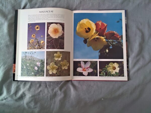 IMG_20260716_130713 Wild Flowers Of South Africa secondhand book