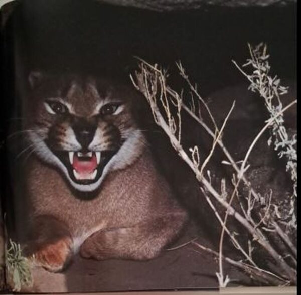 inside-page-the-best-of-wildlife-photography The Best Of Wildlife Photography In Southern Africa – Peter Joyce secondhand book
