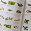 Grondbeginsels Van Tuinmaak: Vra Vir Kristo – Kristo Pienaar secondhand book