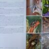 WhatsApp Image 2026-08-26 at 16.19.07 Field Guide To The Insects Of South Africa – Mike Picker Et Al. secondhand book