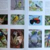 A Guide To The Fauna Of Zimbali – Geoff Nichols, Thomas Ferreira secondhand book