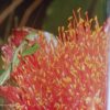 A Guide To The Fauna Of Zimbali – Geoff Nichols, Thomas Ferreira secondhand book