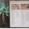 A History Of Magic, Witchcraft And The Occult – DK, Suzannah Lipscomb secondhand book