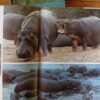 South African Animals In The Wild – Anthony Bannister secondhand book