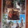 South African Animals In The Wild – Anthony Bannister secondhand book