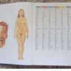 South African Multi-Language Dictionary And Phrase Book secondhand book