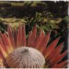 The Splendour Of South Africa — R.I.B. Webster secondhand book