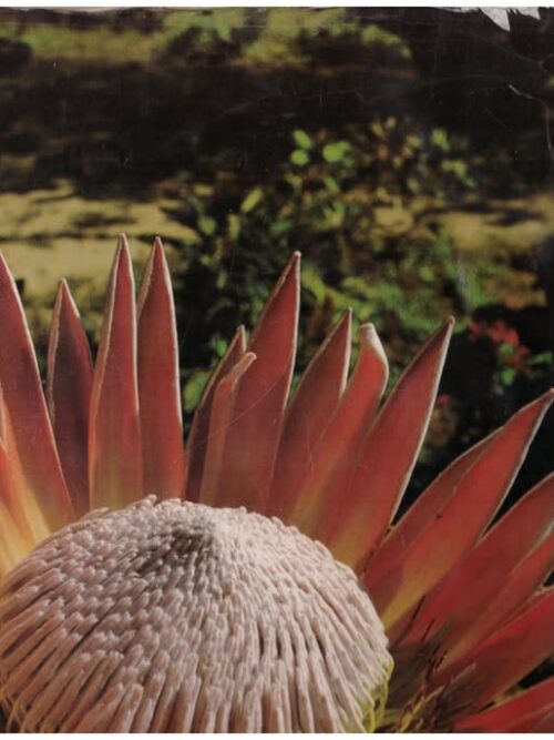 The Splendour Of South Africa — R.I.B. Webster secondhand book